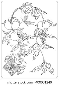 Decorative flowers, birds and butterflies. Coloring book for adult and older children. Coloring page. Outline drawing. Vector illustration.