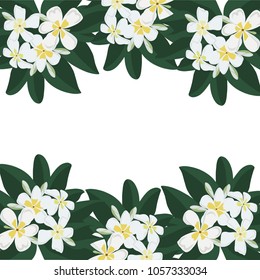 Decorative Flowers Frame. Floral Design Card with Frangipani Tree Vector Illustration.