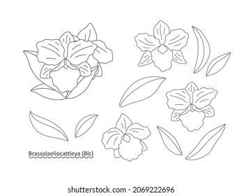 Decorative flowers - orchid (Brassolaeliocattleya) on a white background. Set of simple elegant frames for your design. Vector line art illustration.