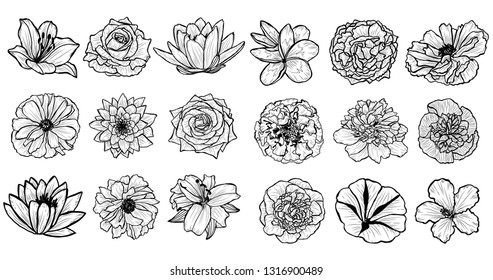 Decorative  flowers set, design elements. Can be used for cards, invitations, banners, posters, print design. Floral background in line art style