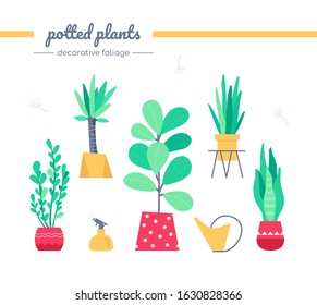 Decorative foliage collection - set of vector isolated elements in flat design style on white background. Indoors potted plants in different pots. Beautiful houseplants, Zamioculcas, yucca, ficus