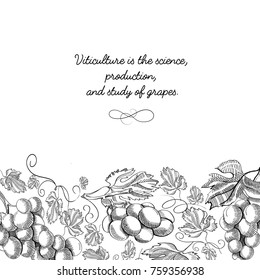 Decorative frame vertical scroll ornament grape foliated border hand drawn sketch vector illustration
