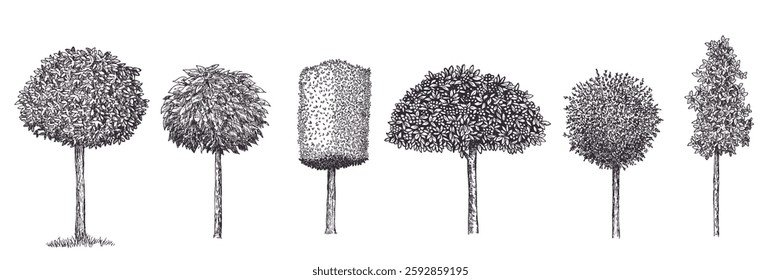 Decorative garden trees in hand drawn engraving sketch style. Set of pen and ink topiary plants different shapes. Vintage monochrome vector illustration.