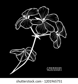 Decorative geranium flowers, design elements. Can be used for cards, invitations, banners, posters, print design. Floral background in line art style