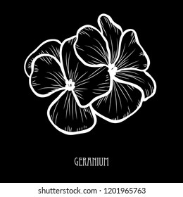 Decorative geranium flowers, design elements. Can be used for cards, invitations, banners, posters, print design. Floral background in line art style