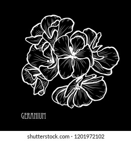 Decorative geranium flowers, design elements. Can be used for cards, invitations, banners, posters, print design. Floral background in line art style