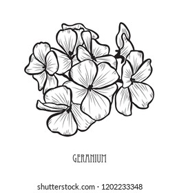 Decorative geranium flowers, design elements. Can be used for cards, invitations, banners, posters, print design. Floral background in line art style