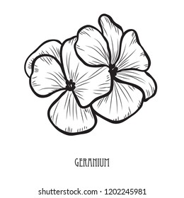 Decorative geranium flowers, design elements. Can be used for cards, invitations, banners, posters, print design. Floral background in line art style