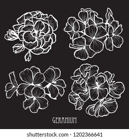 Decorative geranium flowers set, design elements. Can be used for cards, invitations, banners, posters, print design. Floral background in line art style
