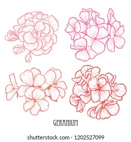 Decorative geranium flowers set, design elements. Can be used for cards, invitations, banners, posters, print design. Floral background in line art style
