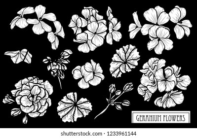 Decorative geranium flowers set, design elements. Can be used for cards, invitations, banners, posters, print design. Floral background in line art style