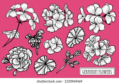 Decorative geranium flowers set, design elements. Can be used for cards, invitations, banners, posters, print design. Floral background in line art style