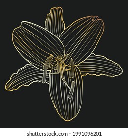 Decorative golden lily flower line art on dark background illustration.