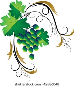 Decorative grapevine on a white background