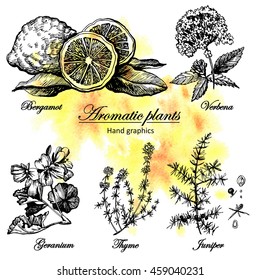 Decorative graphic set of aromatic plants. Set of graphic images. Illustration for greeting cards, invitations, and other printing projects.