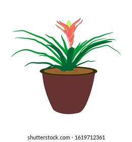 Decorative grass in flowerpot. Isolated on white background
