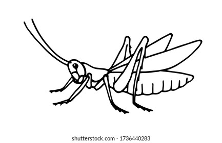 saltamontes decorativos, insecto invertebrado, langosta voraz, ilustración vectorial con líneas de contorno de tinta negra aisladas en fondo blanco con estilo dibujado a mano