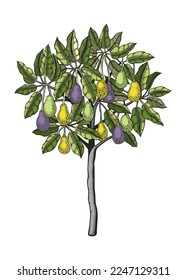 Decorative green avocado illustration. Colorful tree with leaves, branches, and fruit. Botanical sketch isolated on white background. Exotic garden plant drawing in engraved style. 
