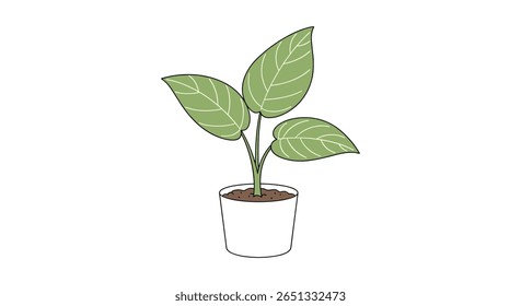 Decorative green houseplant in a white pot for interior design and home decor