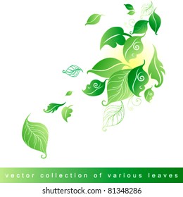 hojas verdes decorativas para el diseño