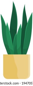 Decorative green plant with long leaves in ceramic pot, pot with houseplant. Home interior plant