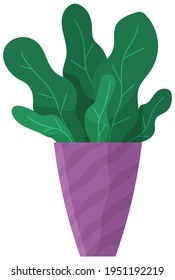 Decorative green plant with long leaves in ceramic pot, pot with houseplant. Home interior plant