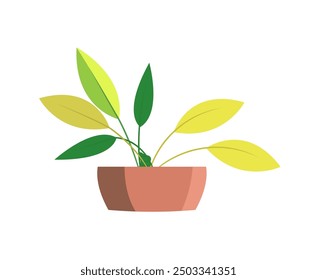 Decorative green and yellow houseplant in pot. Vector illustration