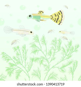 Decorative guppies fish and green algae pattern