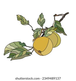 Decorative hand drawn apples, design elements. Can be used for cards, invitations, banners, posters, print design. Fruit background in line art style