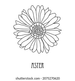 Decorative hand drawn aster flower, design element. Can be used for cards, invitations, banners, posters, print design. Floral line art style