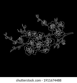 Decorative hand drawn aster flowers, design elements. Can be used for cards, invitations, banners, posters, print design. Floral background in line art style