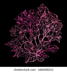 Decorative hand drawn bougainvillea flowers, design elements. Can be used for cards, invitations, banners, posters, print design. Floral background in line art style