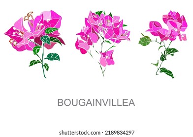 Decorative hand drawn bougainvillea flowers, design elements. Can be used for cards, invitations, banners, posters, print design. Floral background
