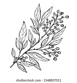 Decorative Hand drawn branch with berries, design element. Can be used for cards, invitations, banners, posters, print design. Floral background in line art style