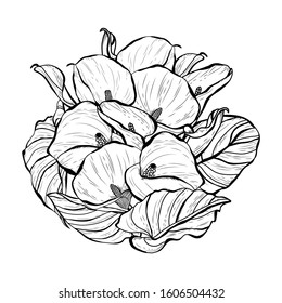 Decorative hand drawn calla flowers, design elements. Can be used for cards, invitations, banners, posters, print design. Floral background in line art style