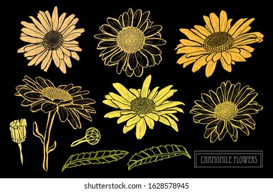Decorative hand drawn chamomile flowers set, design elements. Can be used for cards, invitations, banners, posters, print design. Floral background in line art style