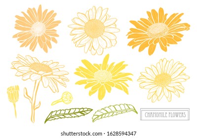 Daisy images free
