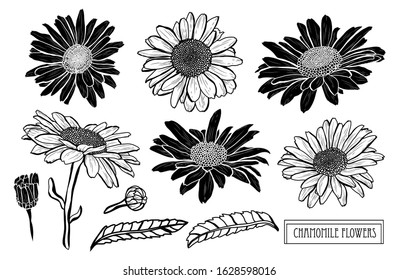 Decorative hand drawn chamomile flowers set, design elements. Can be used for cards, invitations, banners, posters, print design. Floral background in line art style