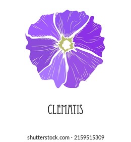 Decorative hand drawn clematis flower, design element. Can be used for cards, invitations, banners, posters, print design. Floral background