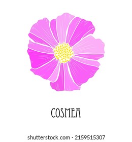 Decorative hand drawn cosmos flower, design element. Can be used for cards, invitations, banners, posters, print design. Floral background