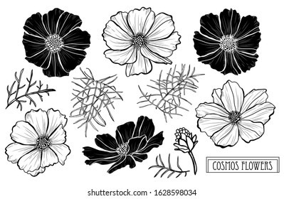 Decorative hand drawn cosmos flowers set, design elements. Can be used for cards, invitations, banners, posters, print design. Floral background in line art style
