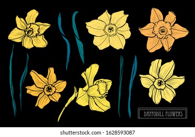 Decorative hand drawn daffodil  flowers set, design elements. Can be used for cards, invitations, banners, posters, print design. Floral background in line art style