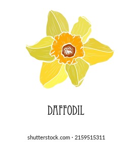 Decorative hand drawn daffodil, narcissus flower, design element. Can be used for cards, invitations, banners, posters, print design. Floral background