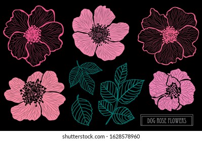 Decorative hand drawn dog rose flowers set, design elements. Can be used for cards, invitations, banners, posters, print design. Floral background in line art style