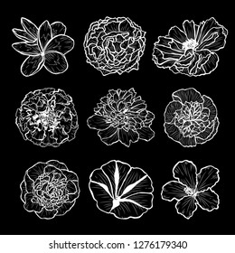 Decorative hand drawn flowers set, design elements. Can be used for cards, invitations, banners, posters, print design. Floral background in line art style