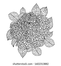 Decorative hand drawn hydrangea flowers, design elements. Can be used for cards, invitations, banners, posters, print design. Floral background in line art style