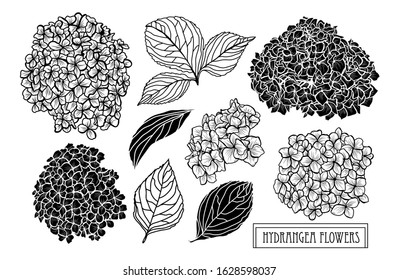 Decorative hand drawn hydrangea flowers set, design elements. Can be used for cards, invitations, banners, posters, print design. Floral background in line art style