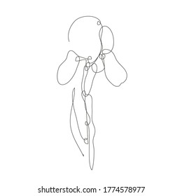 Decorative hand drawn iris flower, design element. Can be used for cards, invitations, banners, posters, print design. Continuous line art style