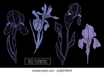 Decorative hand drawn iris flowers set, design elements. Can be used for cards, invitations, banners, posters, print design. Floral background in line art style