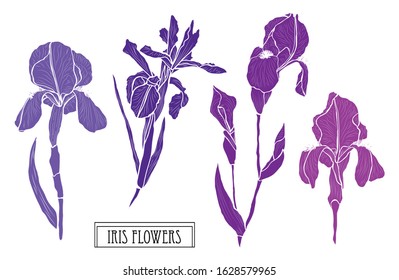 Decorative hand drawn iris flowers set, design elements. Can be used for cards, invitations, banners, posters, print design. Floral background in line art style